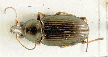 Media type: image;   Entomology 34747 Aspect: habitus dorsal view